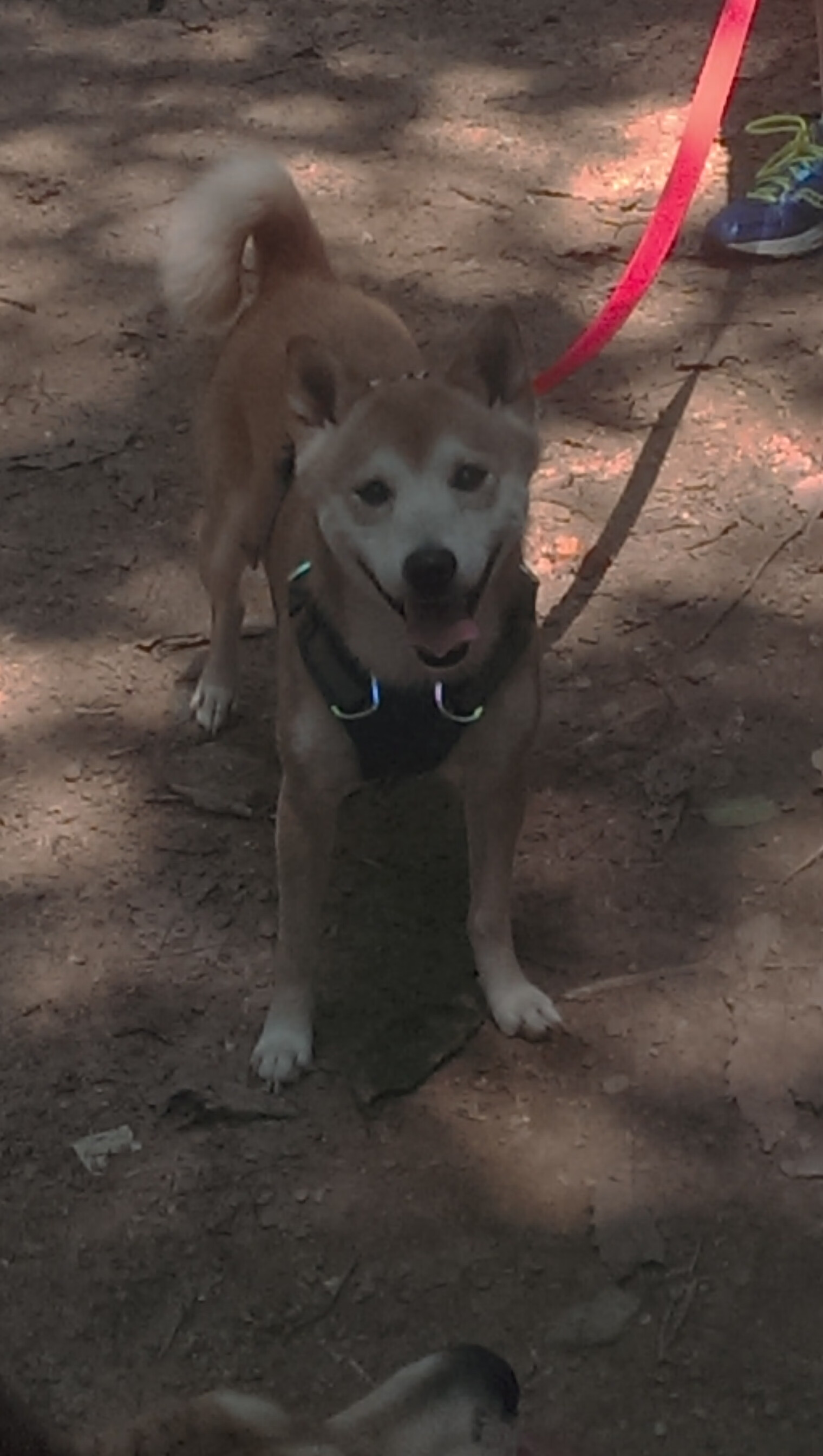 【攻防结合】顶级运动员如何用战术转变掌控全场?,运动员战术能力定义