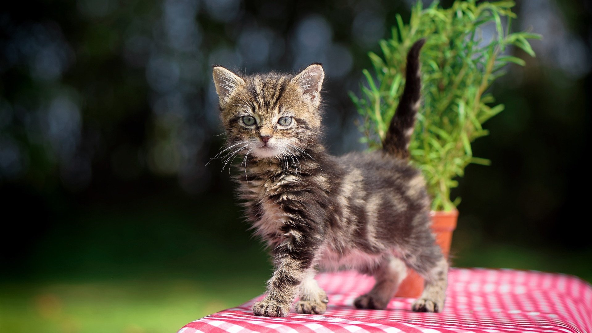 【比赛细节】攻防转换关键瞬间，运动员如何精准施术？，进攻型选手准备姿势要求运动员身体距离球台多少厘米