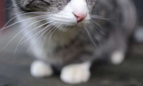 【运动员训练】科学规划，提高比赛状态的五大技巧，如何提高运动员的比赛成绩