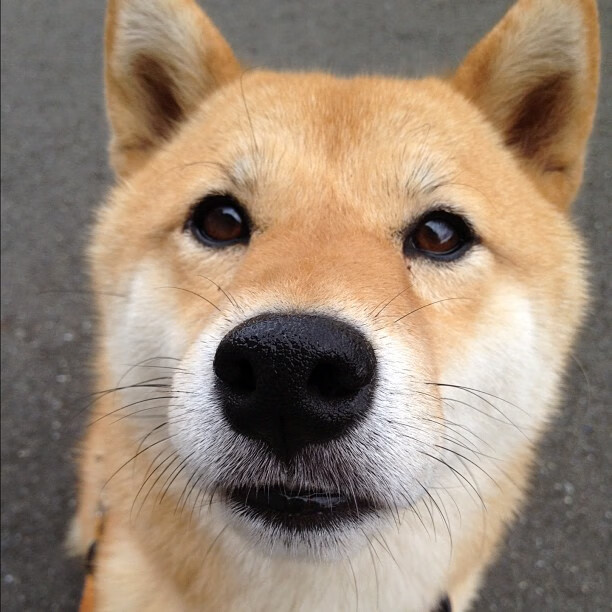 具有挑战性的大型障碍跳跃赛,勇者的专属舞台,跳障碍物玩法