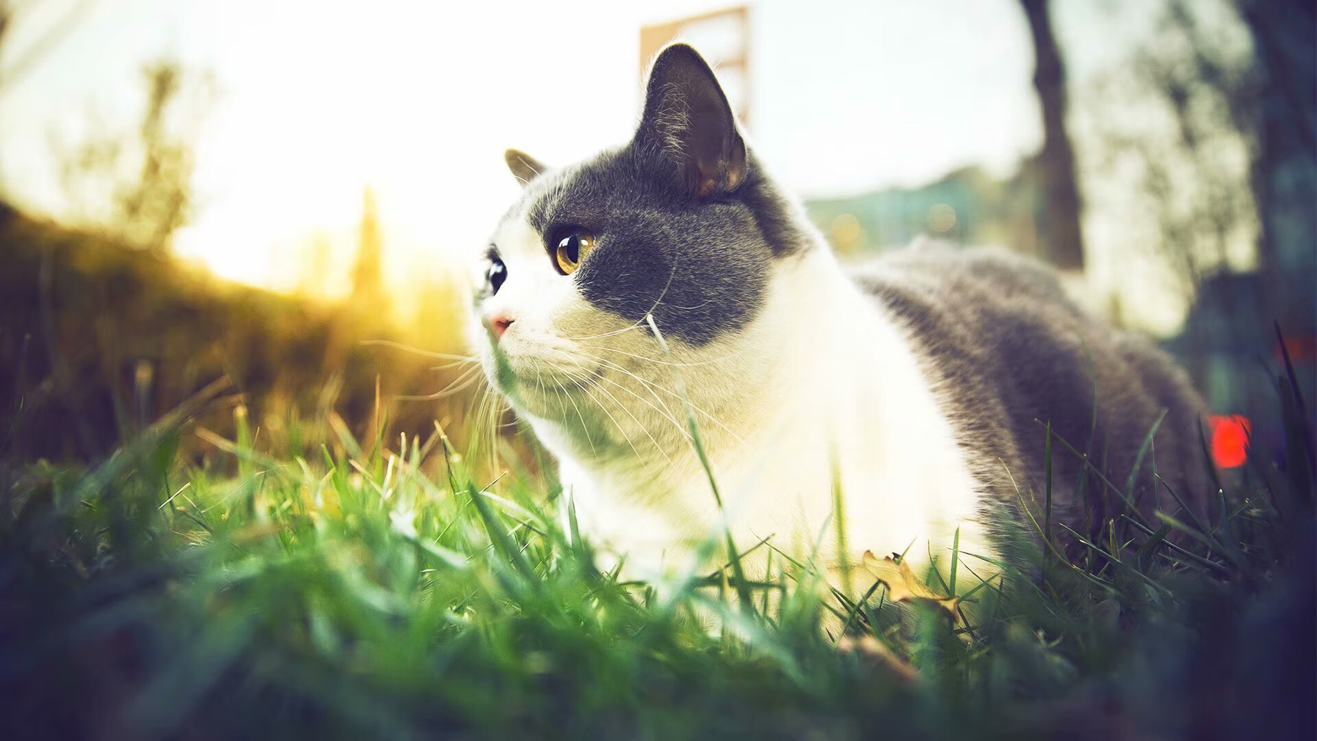 具有挑战性的大型障碍跳跃赛,勇者的专属舞台,跳障碍物玩法