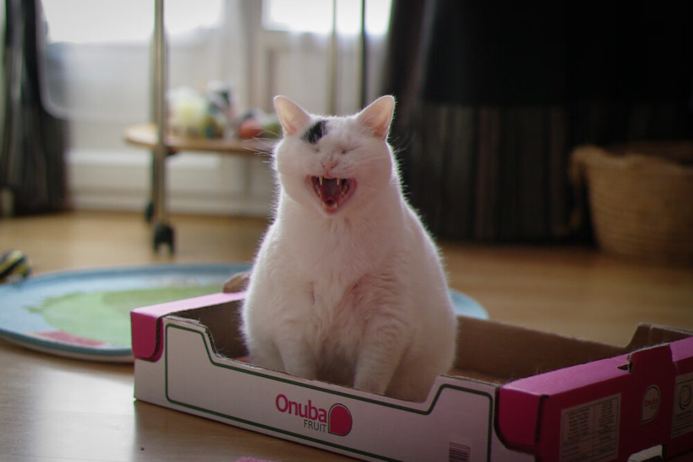 大型海岸线冲浪表演,浪花间的青春岁月,海面冲浪